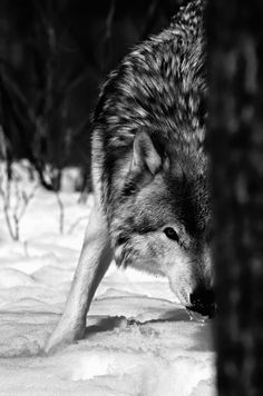 a wolf is walking through the snow with its mouth open