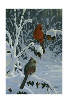 two red birds sitting on top of snow covered trees