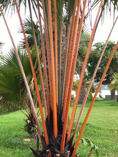 an orange palm tree with lots of green leaves