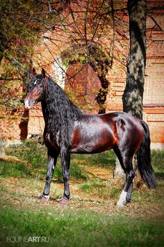 a black horse standing in the grass next to some trees and brick building behind it