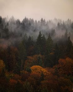 the forest is full of trees and fog