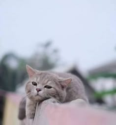 a cat is sitting on the edge of a wall and looking at the camera man