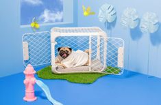 a pug dog laying in his playpen