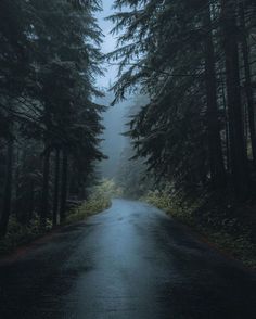 Washington🌲 Pnw Forest, Pnw Aesthetic, Strange Days, Dark Forest Aesthetic, The Best Wallpapers, More Adventures, Foggy Mountains, Best Wallpapers