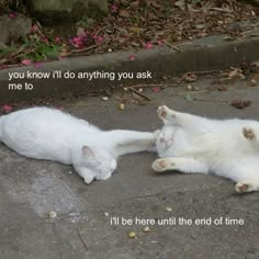 two white cats laying on the ground with their heads touching each other's paws