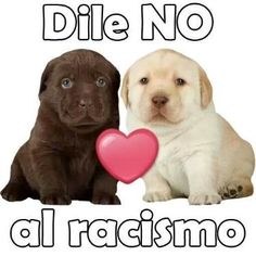 two puppies sitting next to each other with the words die no al raciosmoo