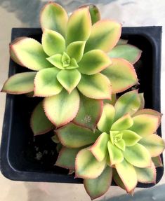 two small green plants in a black pot