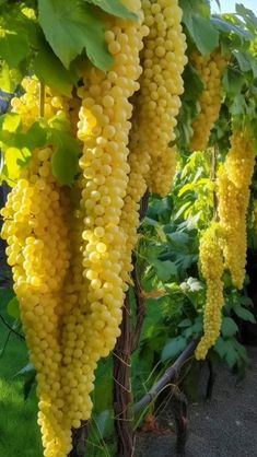 some very pretty yellow flowers growing on the vine