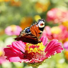 two butterflies sitting on top of a pink flower with yellow and red flowers in the background