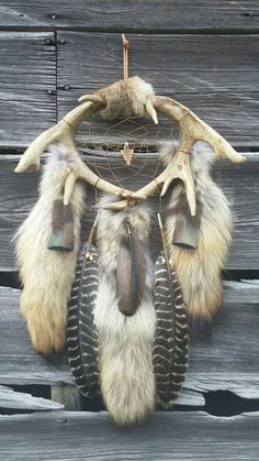 an animal's fur and antlers hanging on a wooden wall