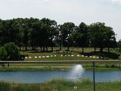 a fire hydrant in the middle of a field near a fence and water fountain