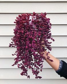 a person holding up a bunch of purple flowers