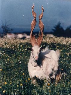 a goat with long horns sitting in the grass