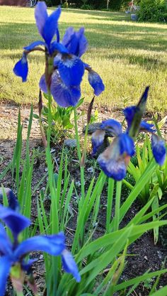 some blue flowers are growing in the grass