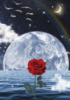 a red rose sitting on top of a body of water under a rainbow filled sky