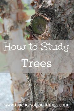 a tree with the words how to study trees on it and an image of a tree trunk