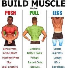 the different muscles are shown in this chart