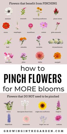 flowers that don't need to be pinched in the spring and fall, but are