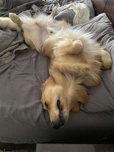 a dog laying on top of a bed covered in blankets