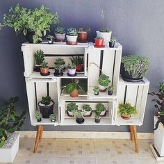 an assortment of potted plants sit on shelves in front of a gray wall and tiled floor