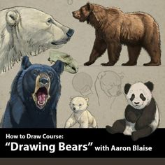 how to draw course drawing bears with aaron blasee book cover art and design