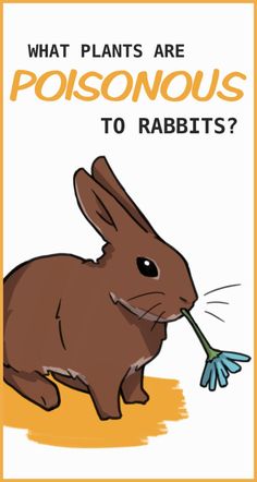 a brown rabbit eating something with the words what plants are poisonous to rabbits?