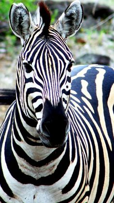 a zebra standing on top of a dirt field