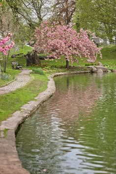 a tree with pink flowers is next to a pond in the middle of a park