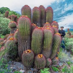 a man standing next to a large cactus in a field with other plants behind him