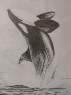 a pencil drawing of a bird flying over the water with its wings spread out and it's head in the air