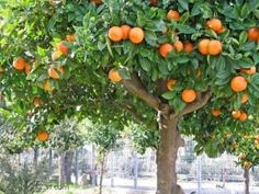 an orange tree filled with lots of ripe oranges