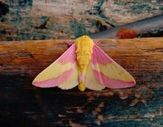 Rosy Maple Moth (Dryocampa rubicunda) Moth Character, Moth Aesthetic, Florida Trees, Pink Moth, Rosy Maple Moth, Cute Moth, Moth Art, Cottagecore Aesthetic