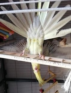 a white bird is sitting on top of a perch