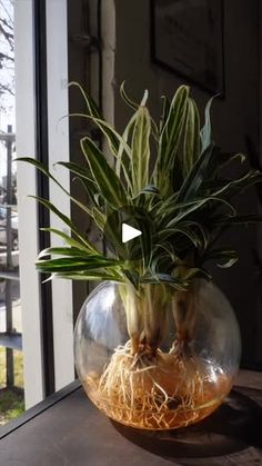 a potted plant sitting on top of a wooden table next to a glass vase