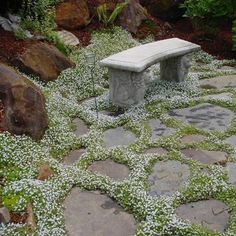 a stone bench sitting in the middle of a garden with white flowers growing on it