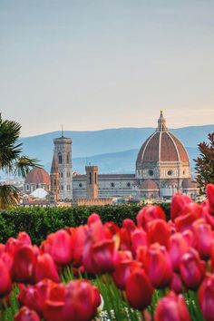 tulips in front of the dome of an old building with mountains in the background