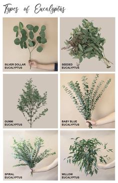 the different types of eucalyptus leaves are shown in this image, and there is also instructions to grow them