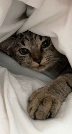 a cat is peeking out from under the covers