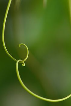 a close up view of a green plant with long thin stems and curved leaves in the background