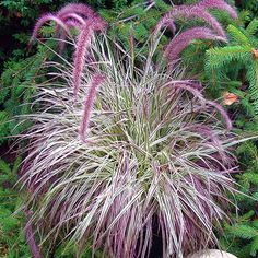 some very pretty purple plants in the grass