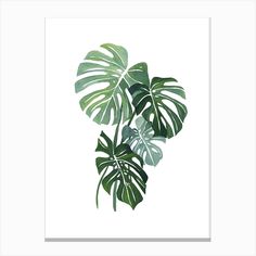 a watercolor painting of monster leaves on a white background