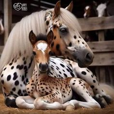 a baby horse laying next to an adult horse