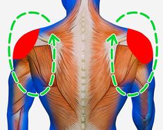 the back view of a man's upper body with arrows pointing to different areas