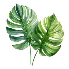 watercolor painting of two green leaves on a white background with clipping for text