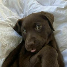 a brown dog laying on top of a bed with his paw up to the camera