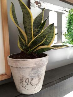 a potted plant sitting on top of a wooden shelf