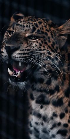 a close up of a leopard with its mouth open