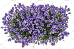 purple flowers on a white background with clippings for text or image, top view