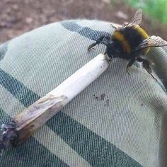 a yellow and black bee sitting on top of a green checkered blanket next to a white stick