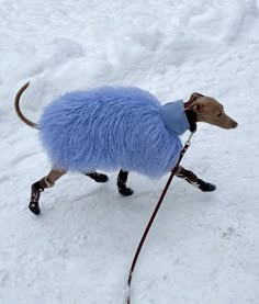 a small dog is wearing a blue coat and walking in the snow on a leash